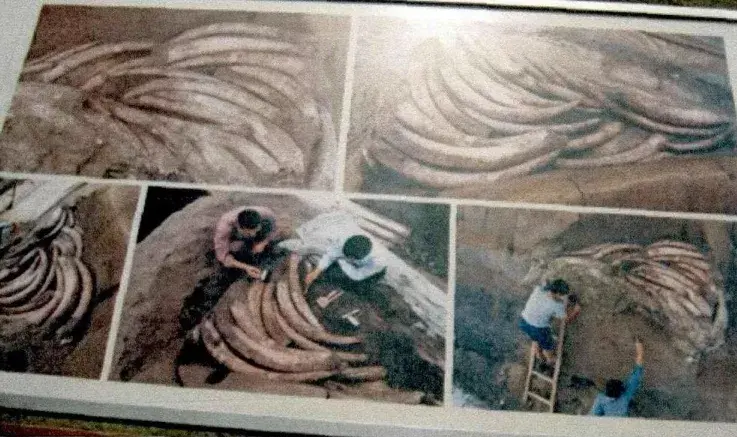 金沙遗址(位于成都市区西北部)出土的象牙示意图 金沙遗址(位于成都市区西北部)出土的象牙示意图